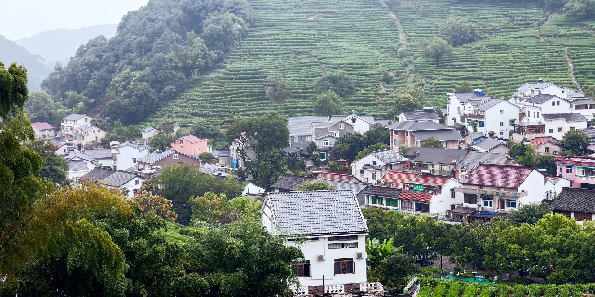 Whitewashed village houses among terraced green tea fields on the hills of the Longjing tea area above West Lake in Hangzhou