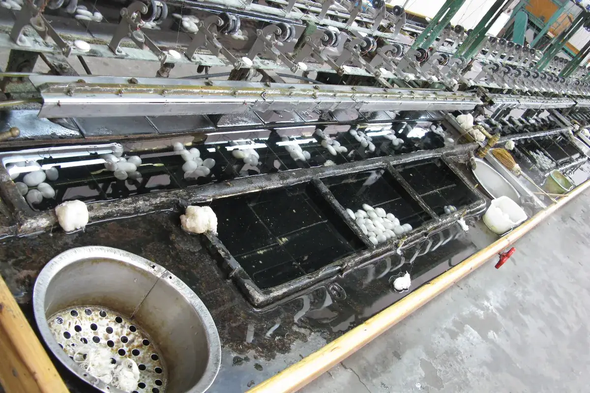 Silk cocoons floating in basins of water along a mechanical silk reeling line, with fine threads running up to the spindles above