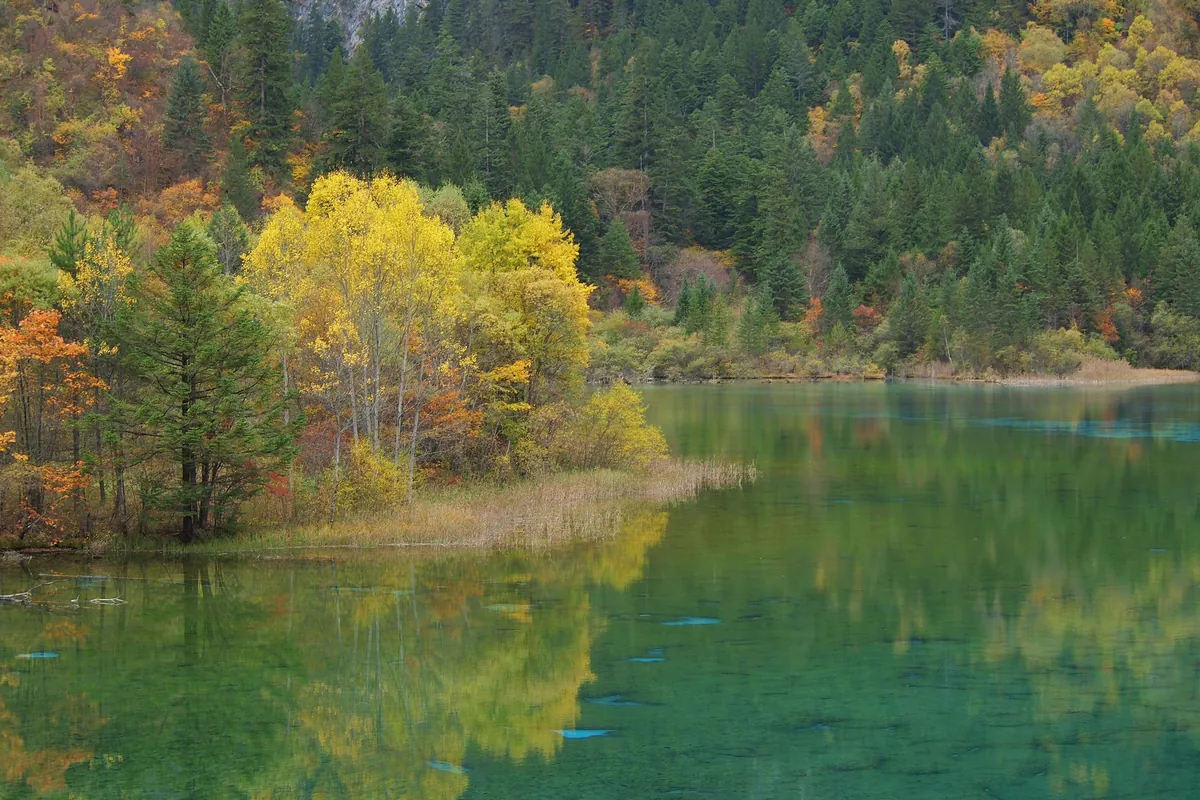 Yellow, orange, and green autumn trees on the shore of the clear blue-green Five-Colour Lake in Jiuzhaigou, Sichuan