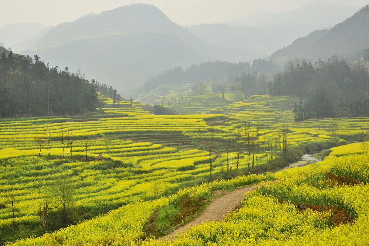 Yellow canola fields on terraced slopes in Luoping County, Yunnan, with green hills and hazy mountains behind