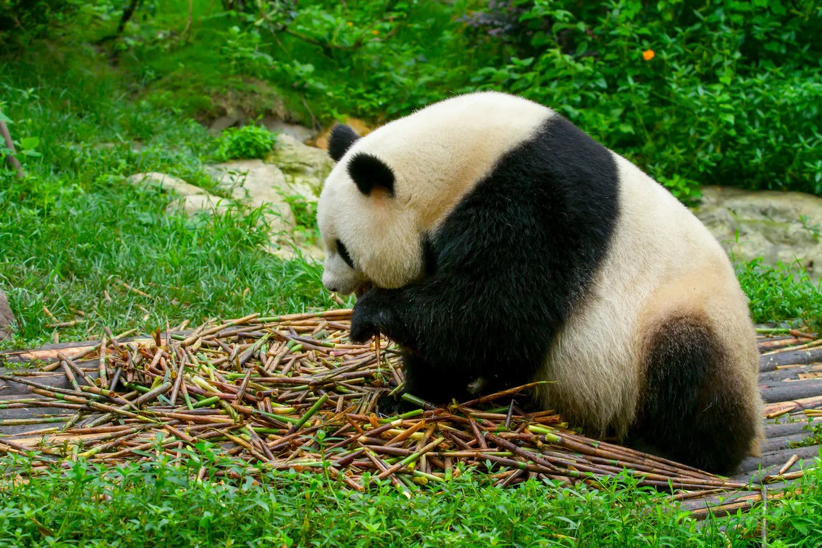 Giant panda sitting on grass and eating bamboo in Chengdu, Sichuan