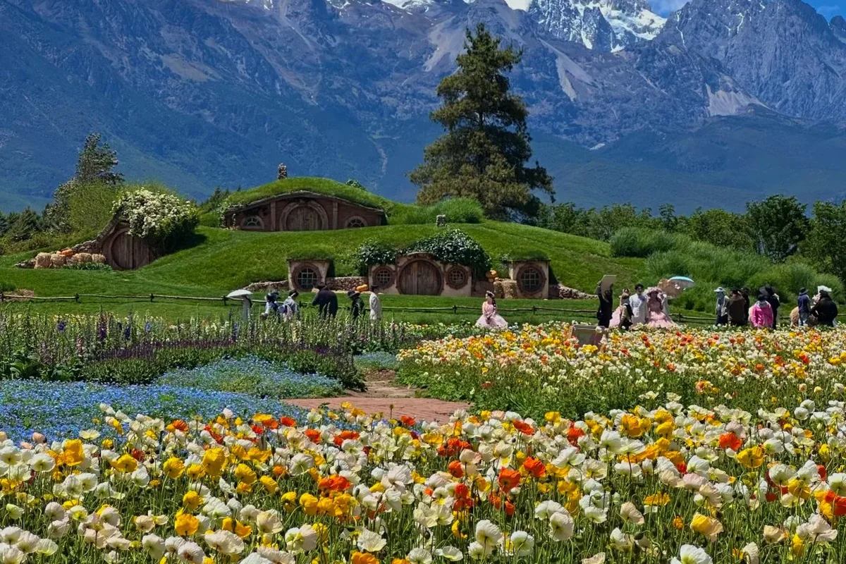 Poppy fields and grass-roofed cottages below snow mountains in the Lijiang countryside, Yunnan, in spring