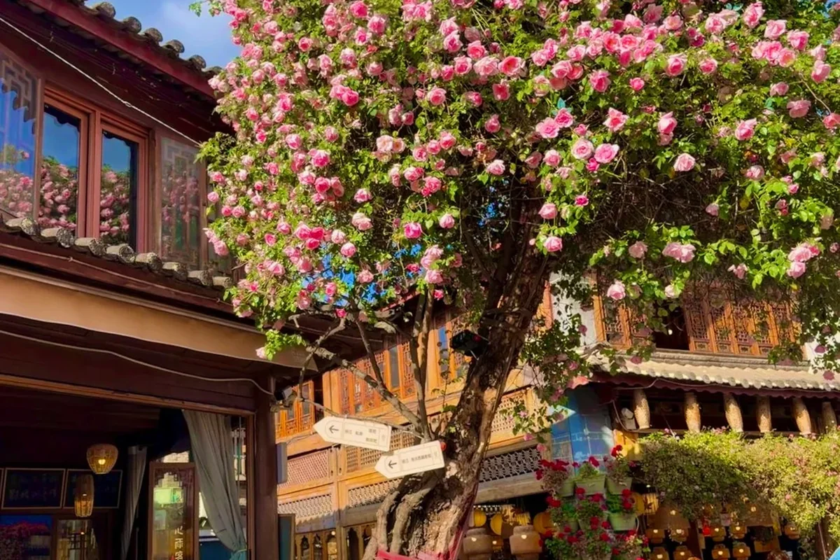 A tree covered in pink roses beside wooden shopfronts in a Lijiang courtyard, Yunnan, in spring