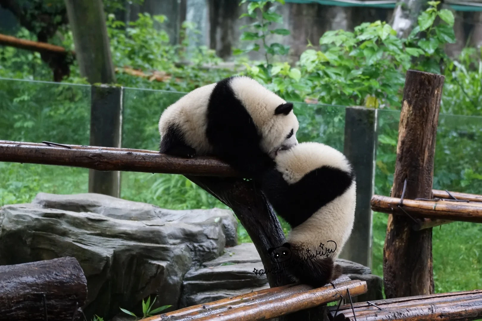 Two giant panda cubs playing on a wooden climbing structure in a green breeding-base enclosure