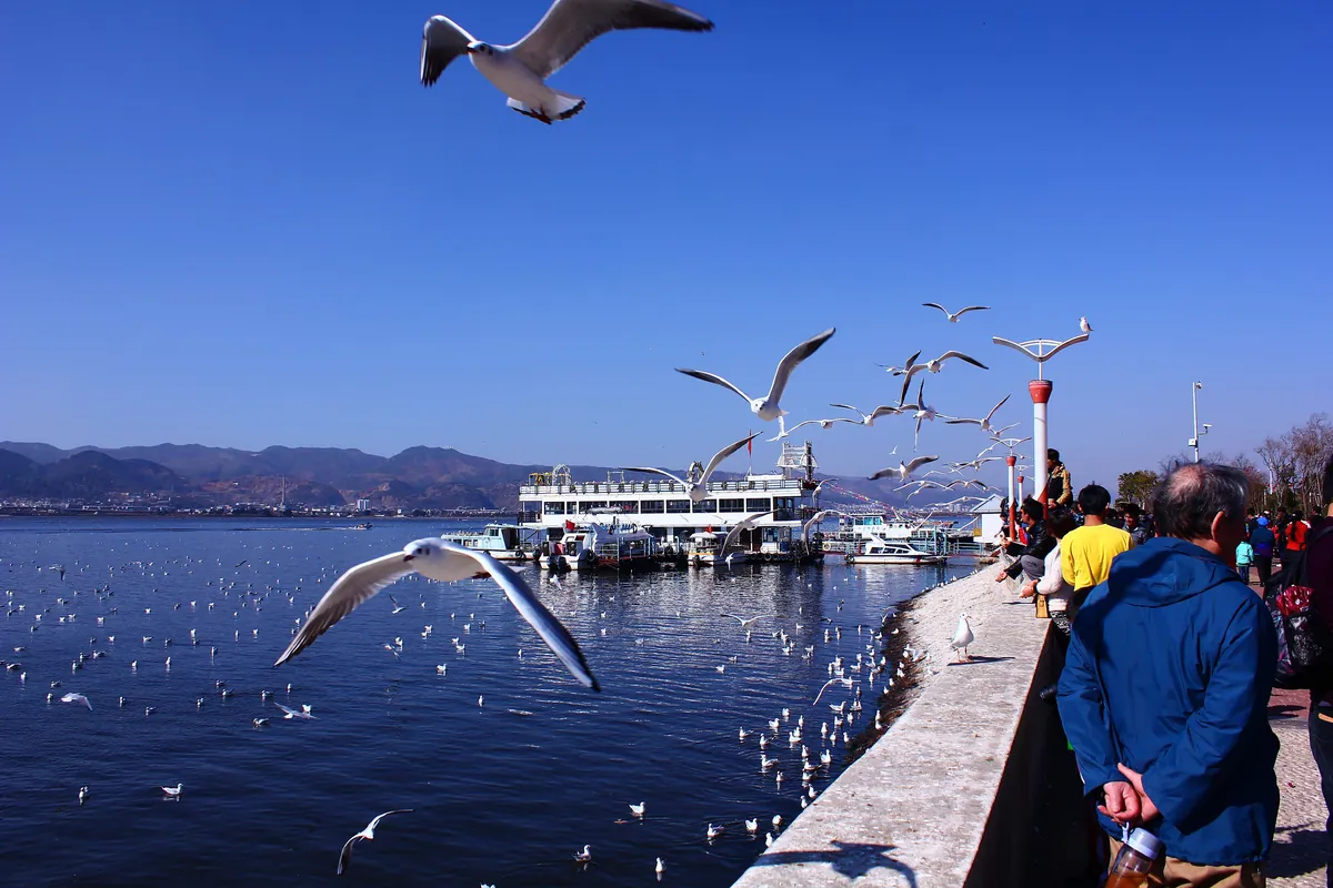 Black-headed gulls in winter plumage flying low over the blue water of Dianchi Lake beside a stone embankment, with visitors in coats watching from the railing