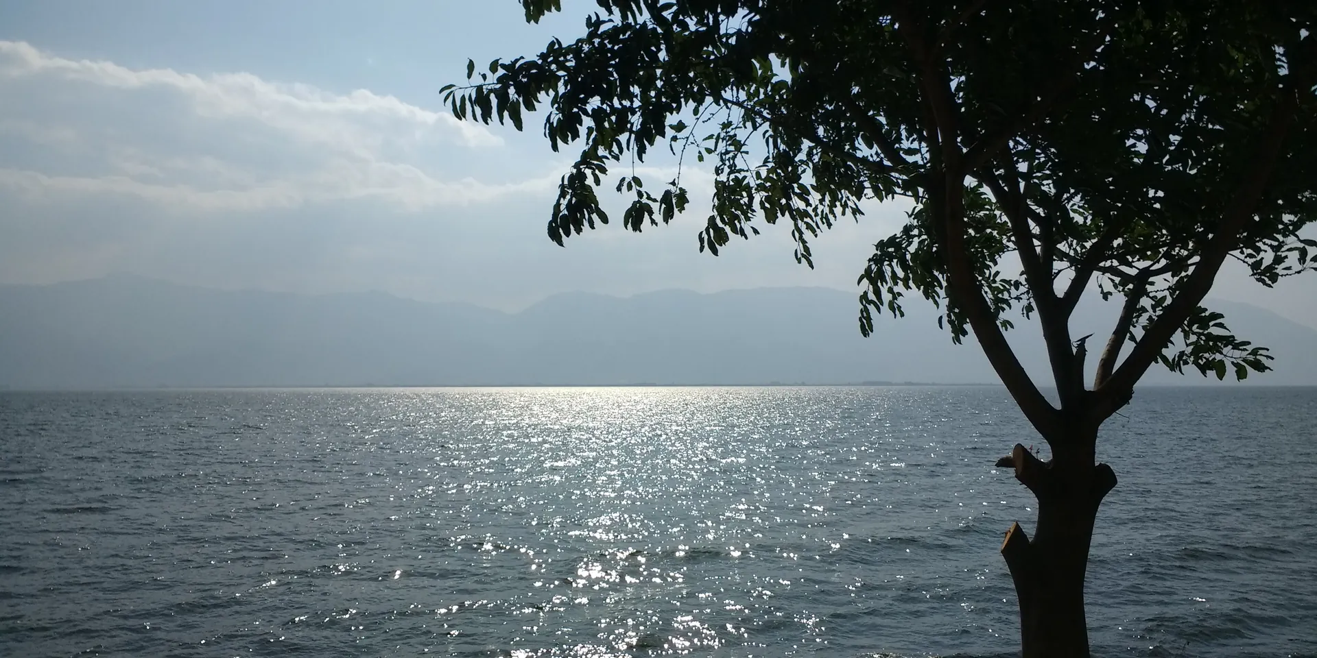 A lone tree on the rocky shore of Erhai Lake in Dali, with late-afternoon sun shining on the water and the far shore's hills in haze