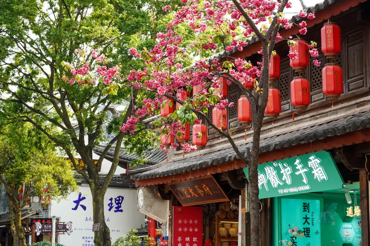 Dali Ancient Town street in Yunnan with red lanterns, cherry blossom, and a wall sign reading 大理