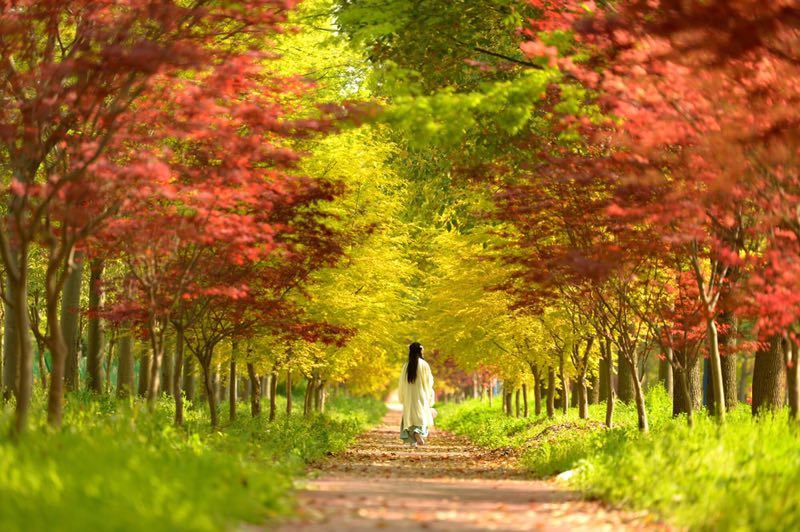 Maple Leaf Viewing in Shanghai
