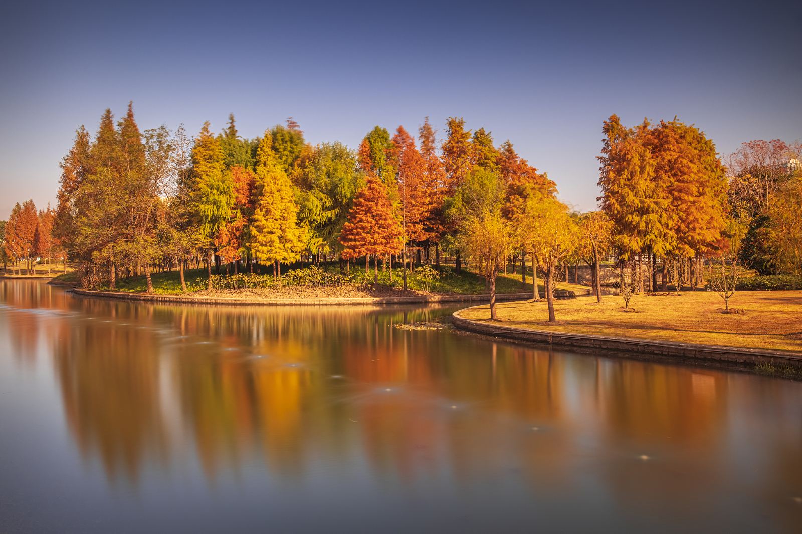 Shanghai Metasequoia