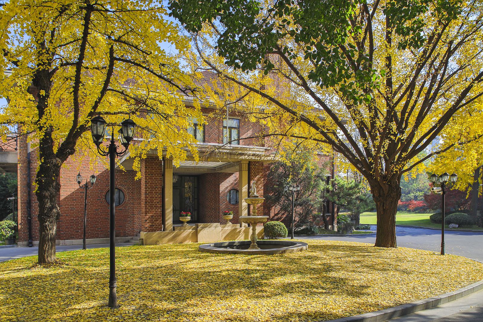 Ginkgo Biloba in Shanghai