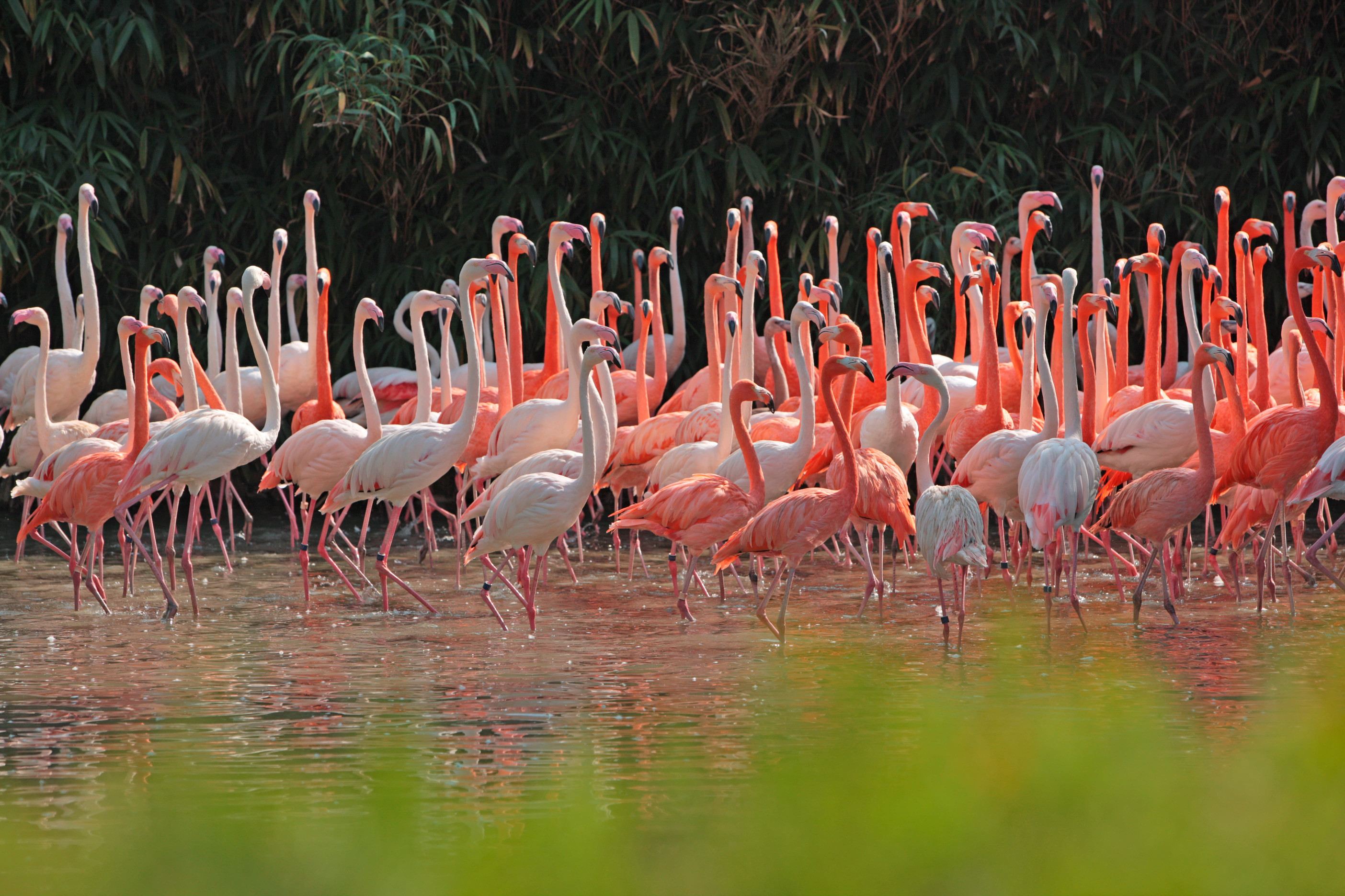 Shanghai Safari Park