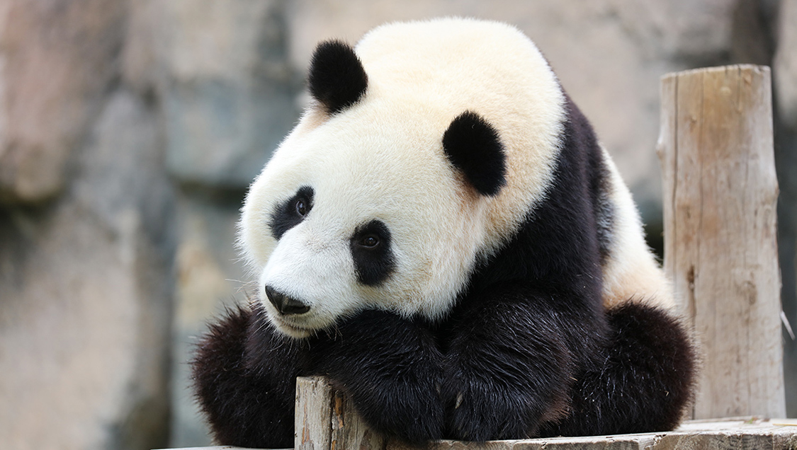 Shanghai Safari Park