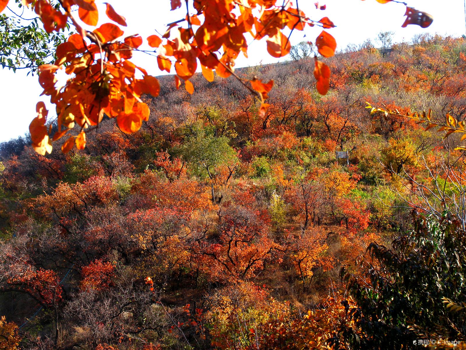China Beijing Fragrant Hills Park