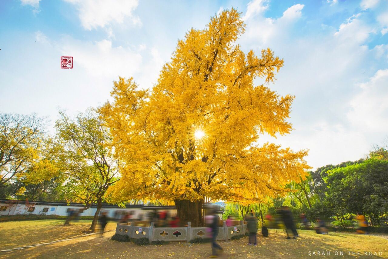 Ginkgo Biloba in Shanghai