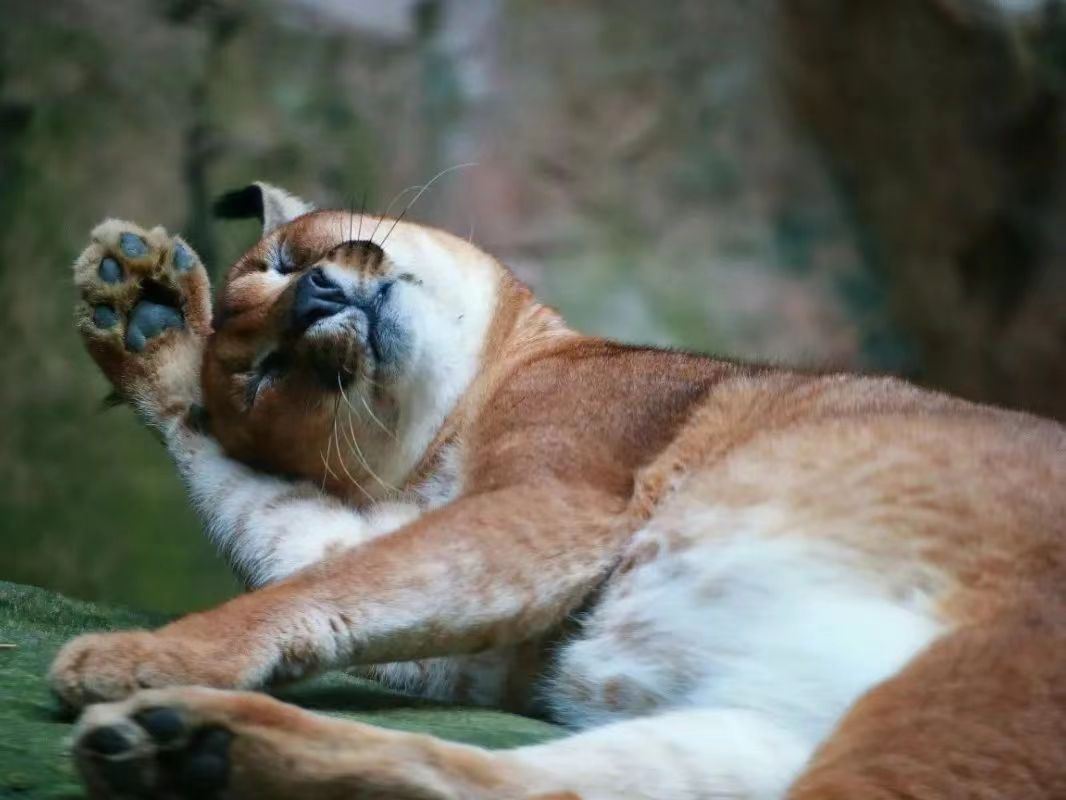 Shanghai Zoo