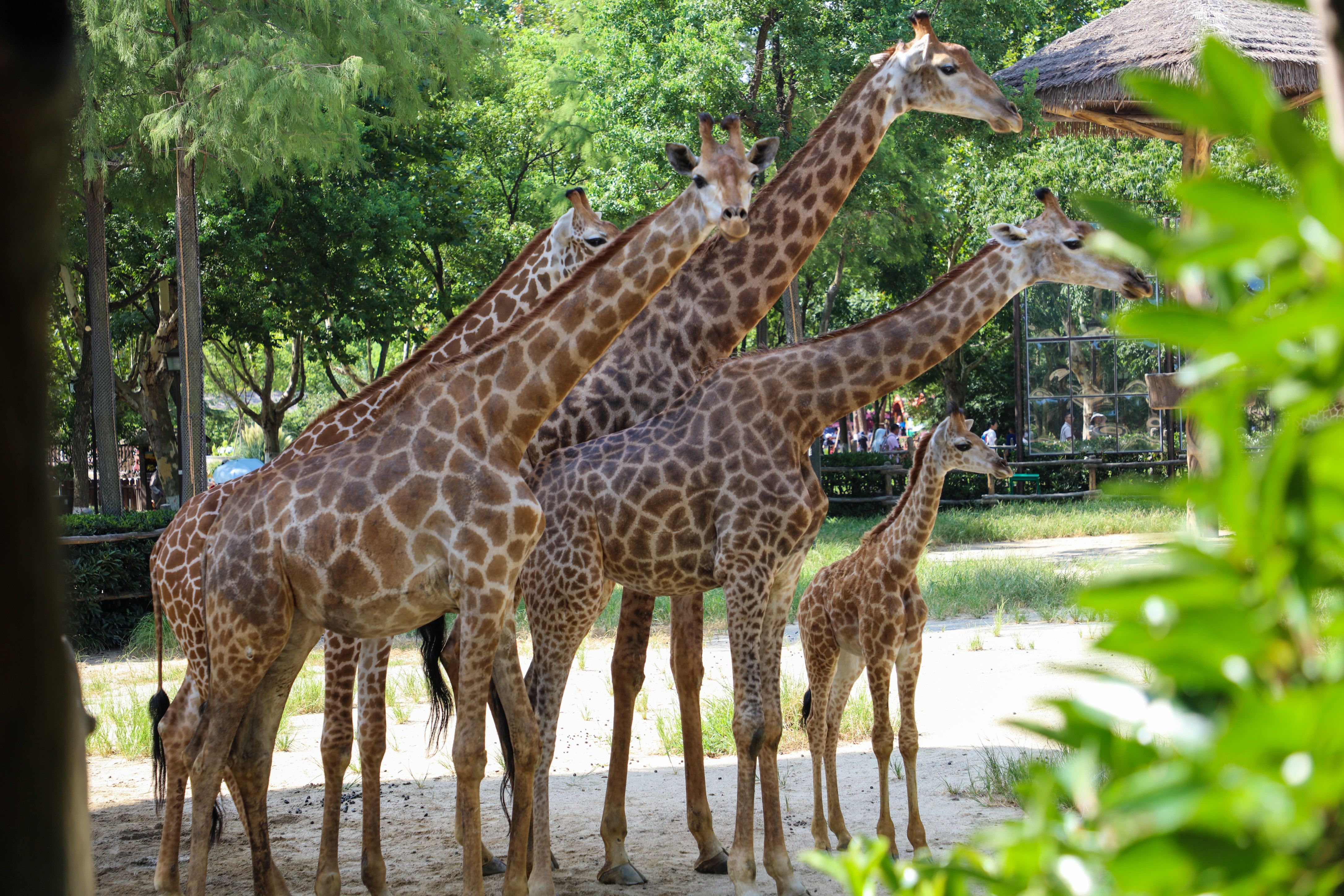 Shanghai Safari Park