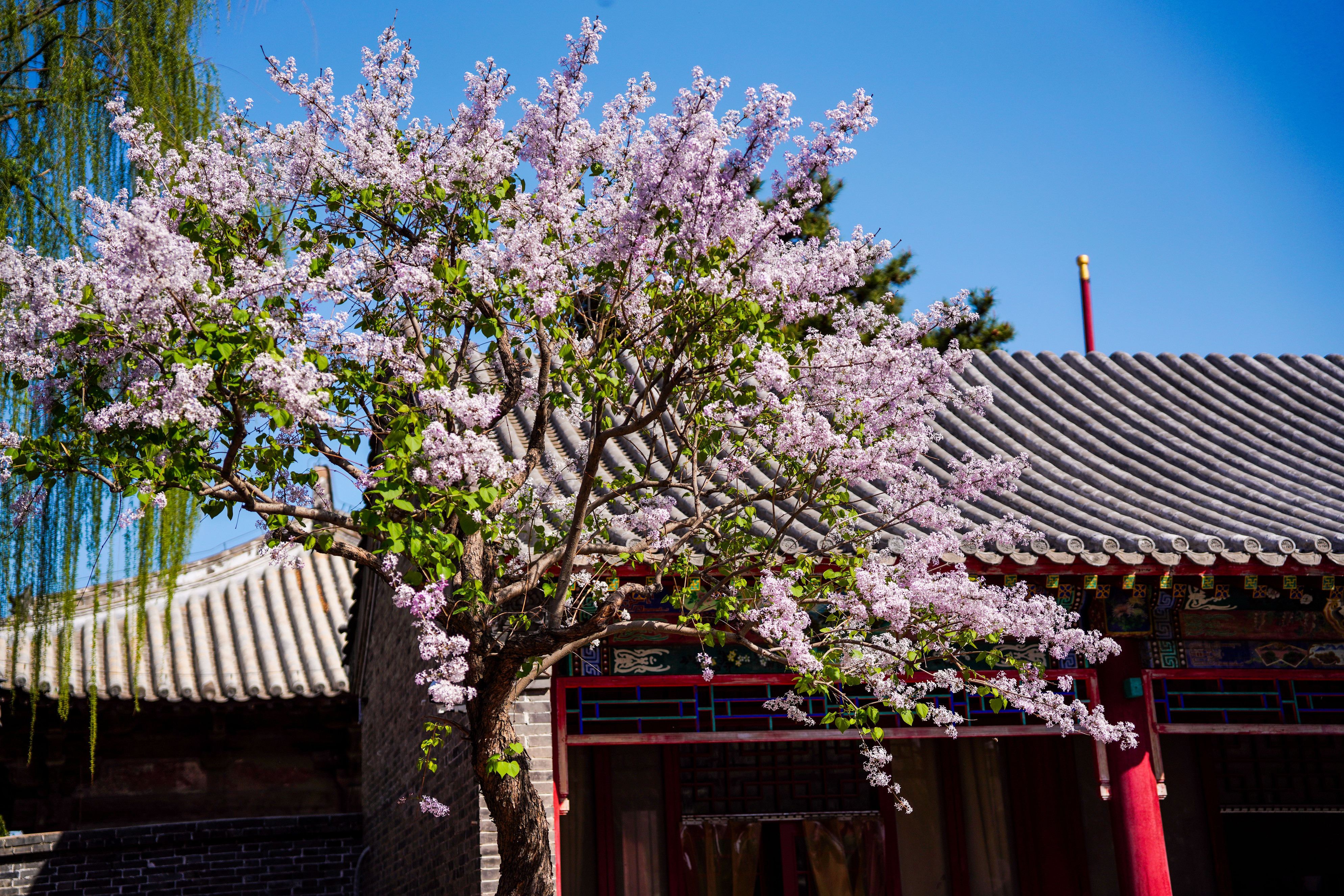 Tianjin Dule Temple