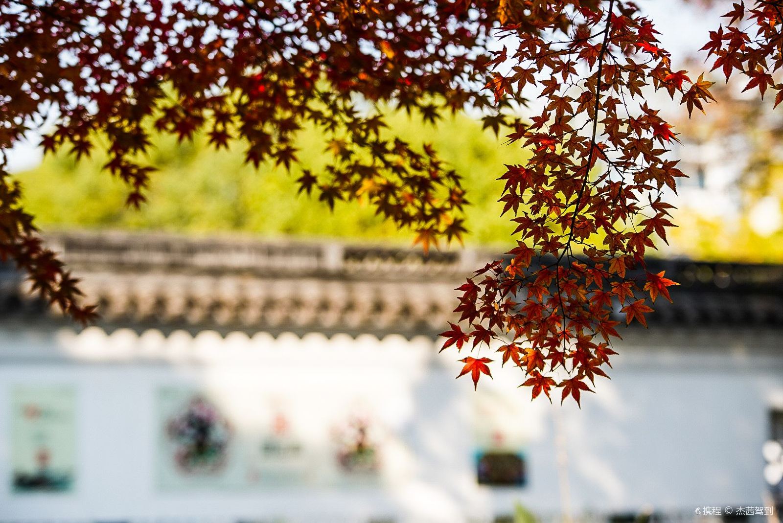 Maple Leaf Viewing in Shanghai