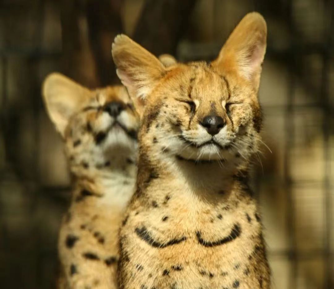 Shanghai Zoo