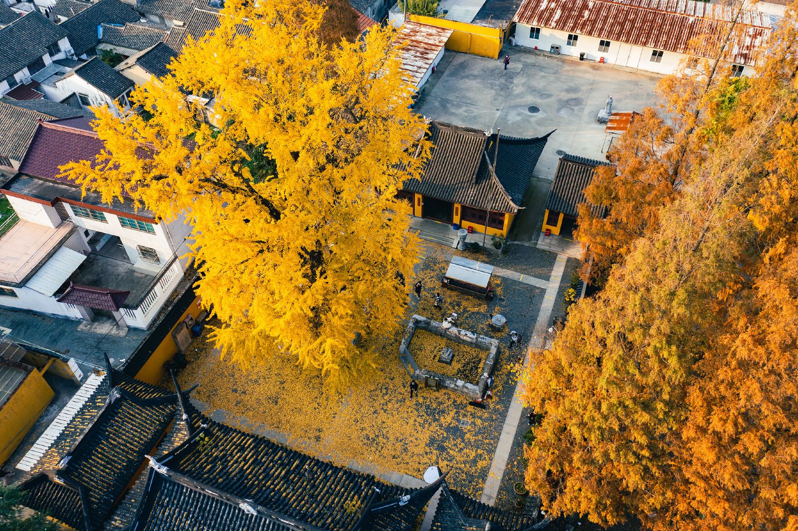 Ginkgo Biloba in Shanghai