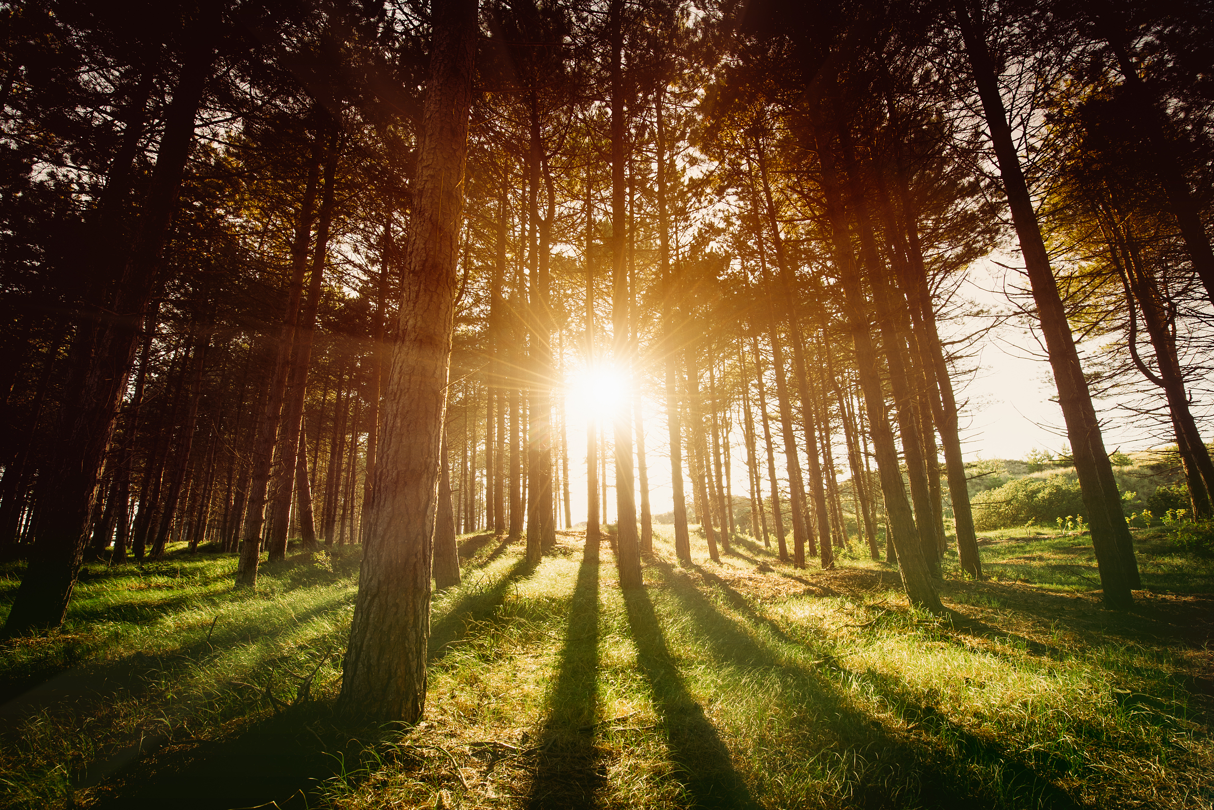 Chongqing Fairy Mountain National Forest Park