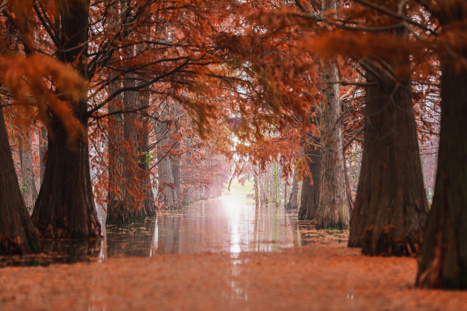 Shanghai Metasequoia