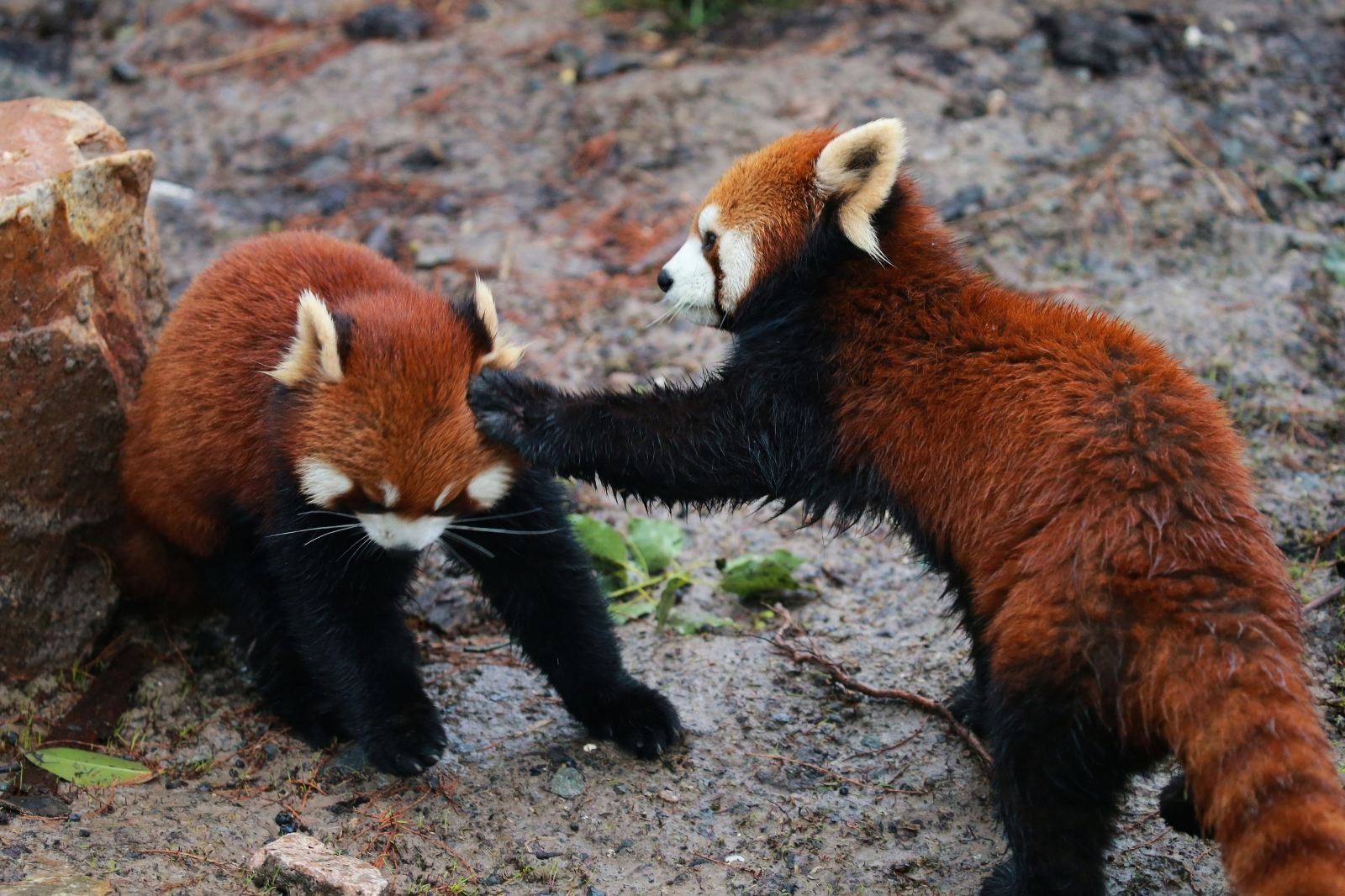 Shanghai Zoo