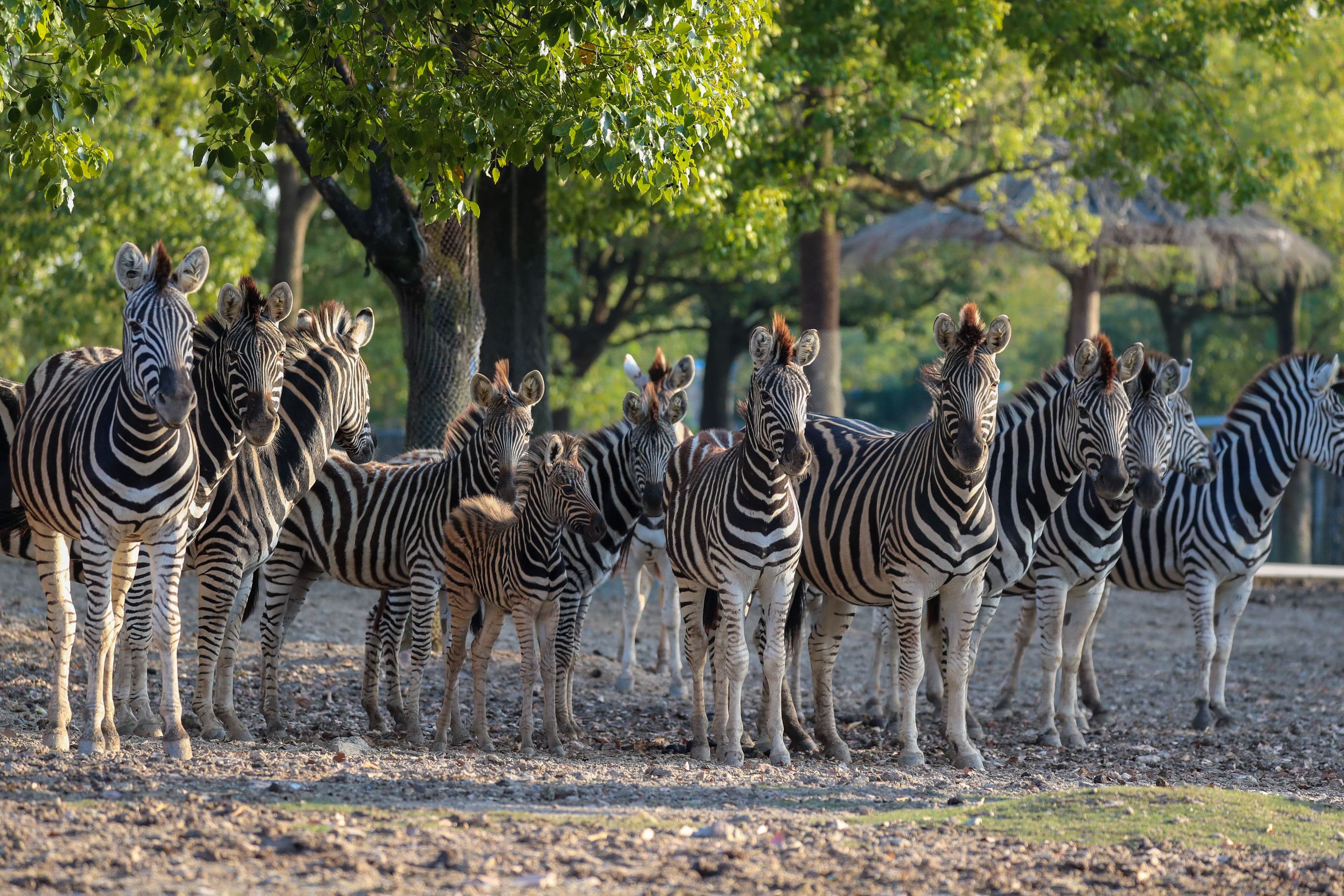 Shanghai Safari Park