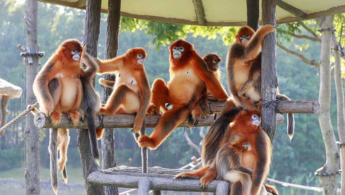 Shanghai Safari Park