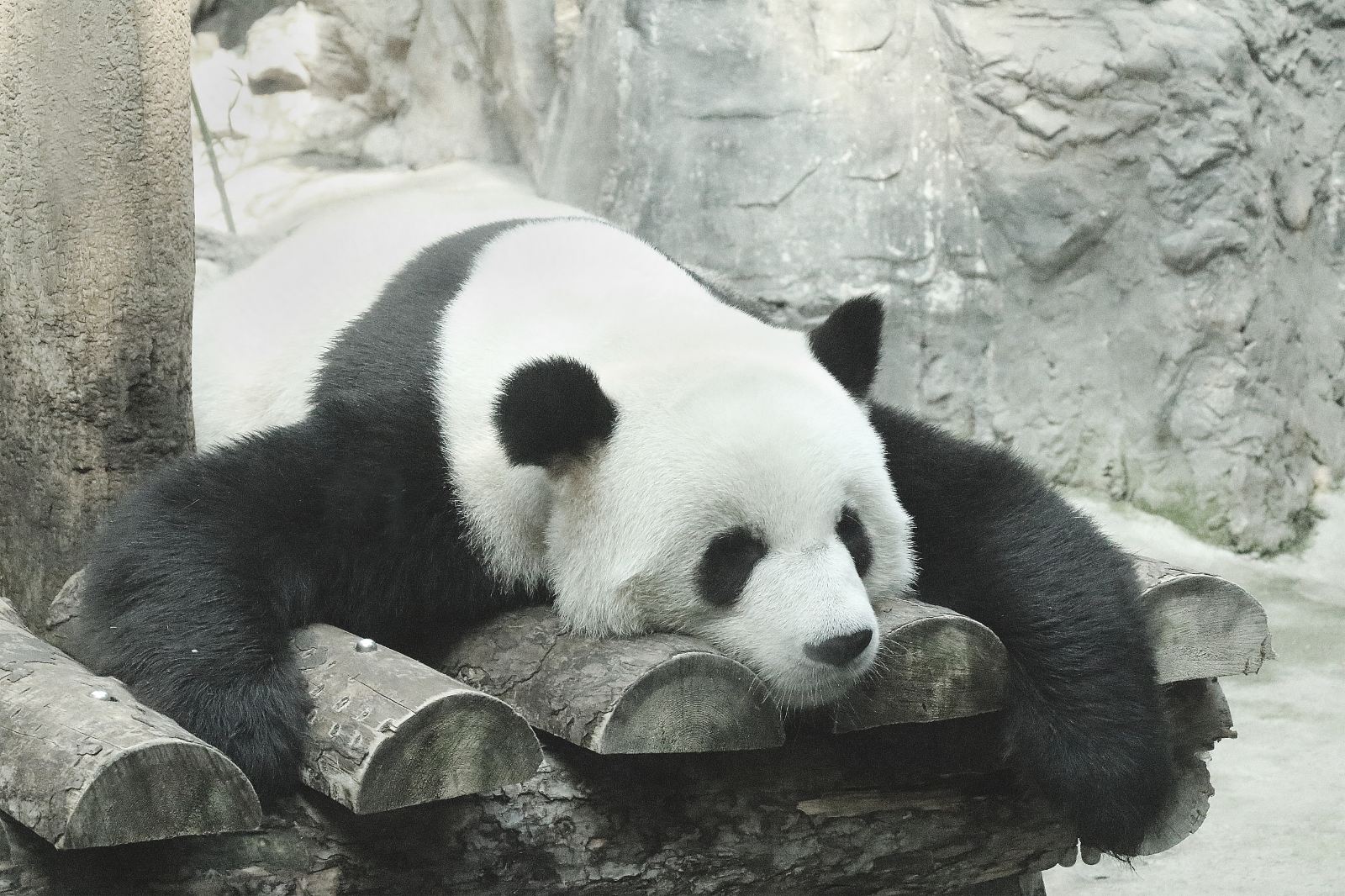 China Beijing Giant Panda Pavilion