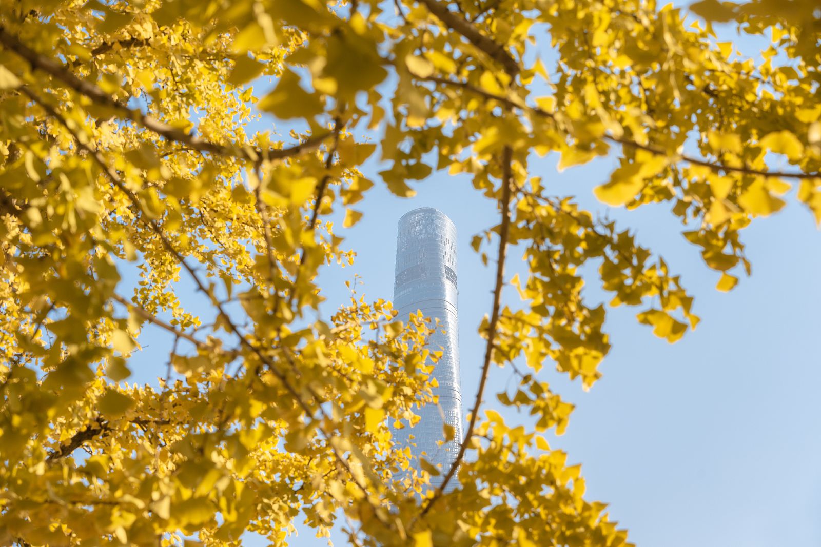 Ginkgo Biloba in Shanghai