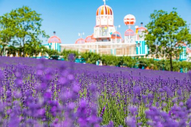 Shanghai Lavender Park