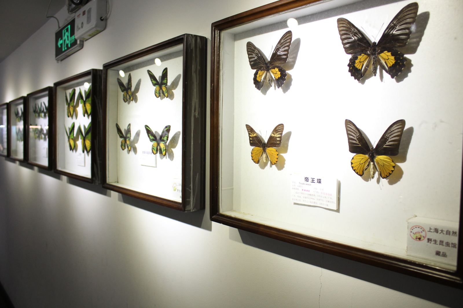 Shanghai Nature Wild Insect Museum