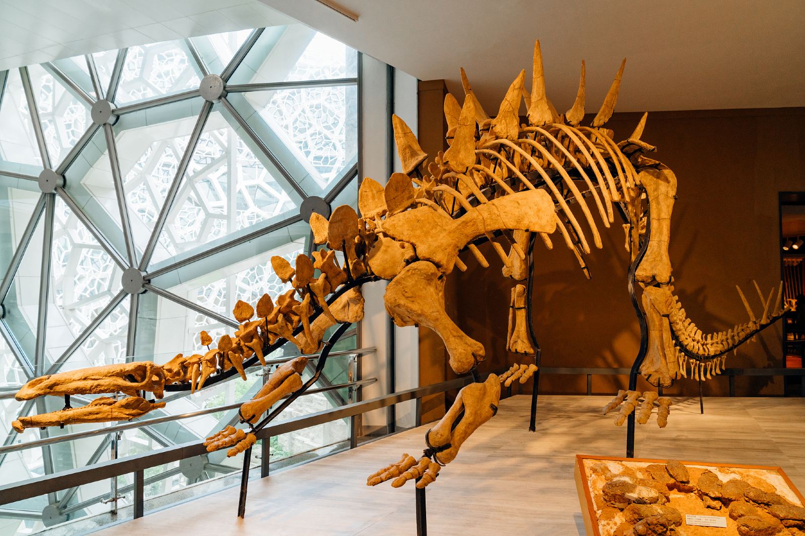 Shanghai Nature Museum